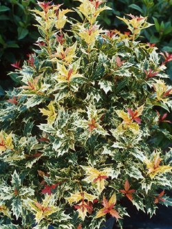 OSMANTHUS heterophyllus TRICOLOR ou GOSHIKI