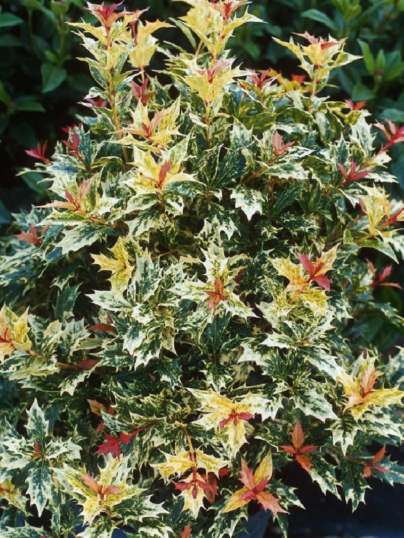 OSMANTHUS heterophyllus TRICOLOR ou GOSHIKI