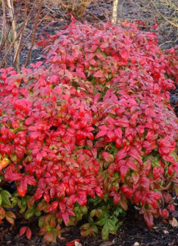 NANDINA domestica FIRE POWER