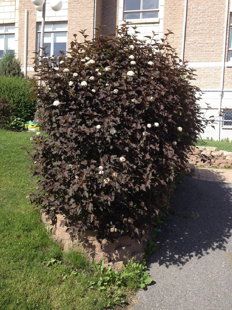 PHYSOCARPUS opulifolius DIABOLO