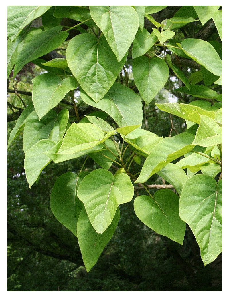 PAULOWNIA tomentosa