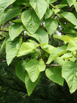 PAULOWNIA tomentosa