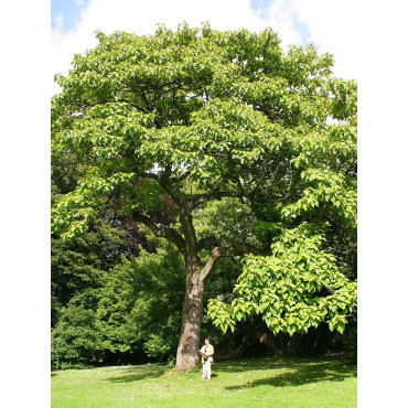 PAULOWNIA tomentosa