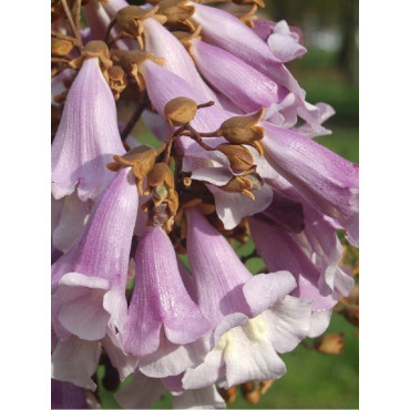 PAULOWNIA tomentosa