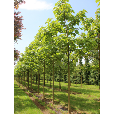 PAULOWNIA tomentosa