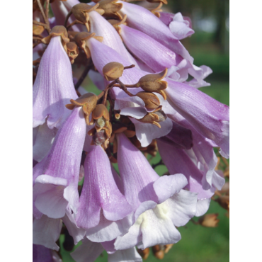 PAULOWNIA tomentosa