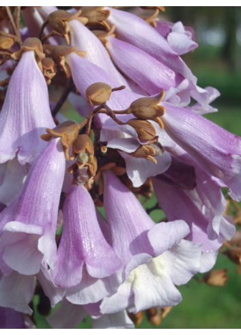 PAULOWNIA tomentosa