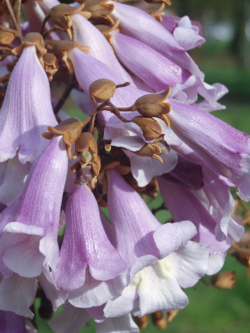 PAULOWNIA tomentosa