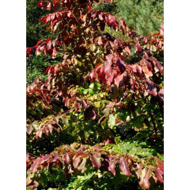 PARROTIA persica