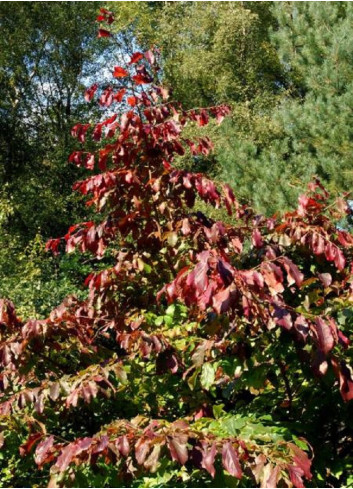 PARROTIA persica