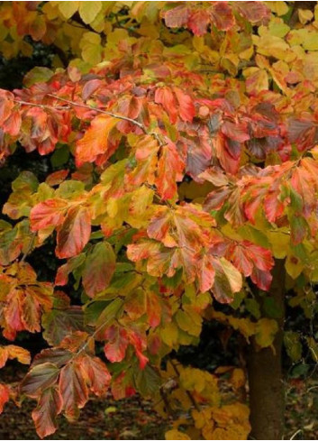 PARROTIA persica