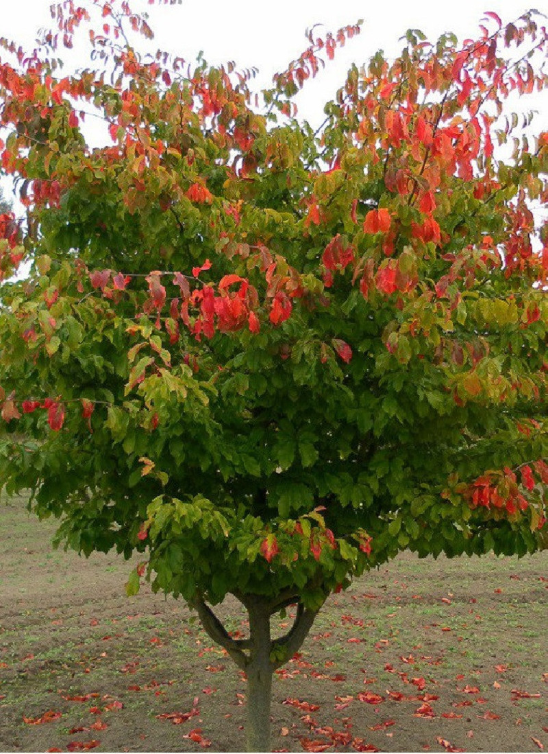 PARROTIA persica
