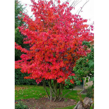 PARROTIA persica