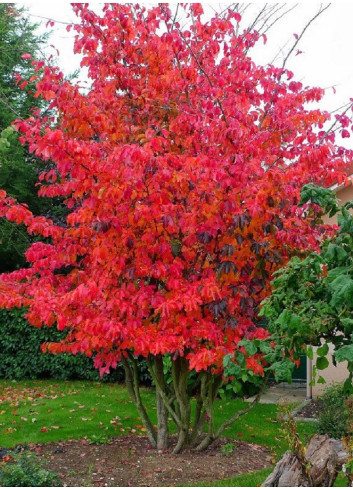 PARROTIA persica