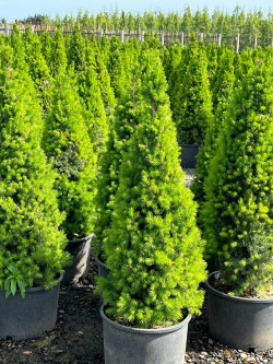 PICEA glauca CONICA En pot de 15-20 litres