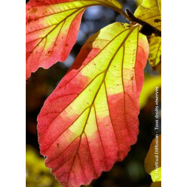 PARROTIA persica VANESSA