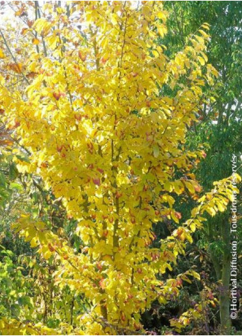 PARROTIA persica VANESSA