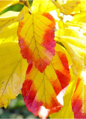 PARROTIA persica VANESSA