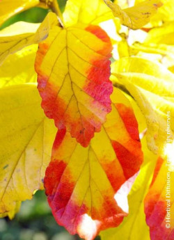 PARROTIA persica VANESSA