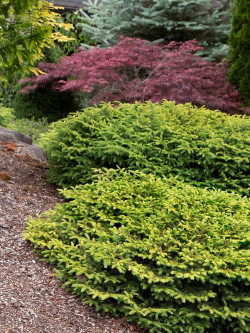 PICEA abies NIDIFORMIS