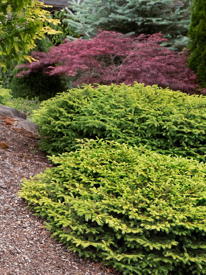 PICEA abies NIDIFORMIS