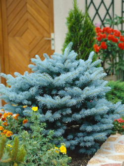 PICEA pungens GLAUCA GLOBOSA