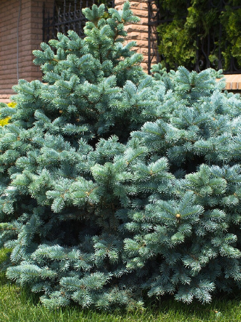 PICEA pungens GLAUCA GLOBOSA (Sapin bleu nain) — free download