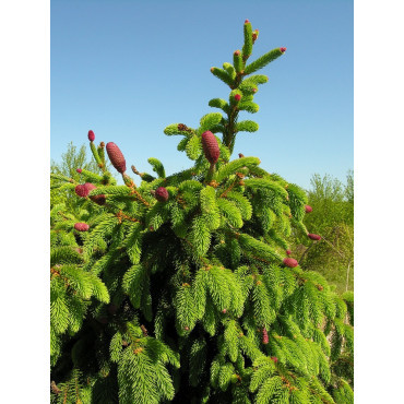 PICEA abies ACROCONA (Épinette de Norvège)