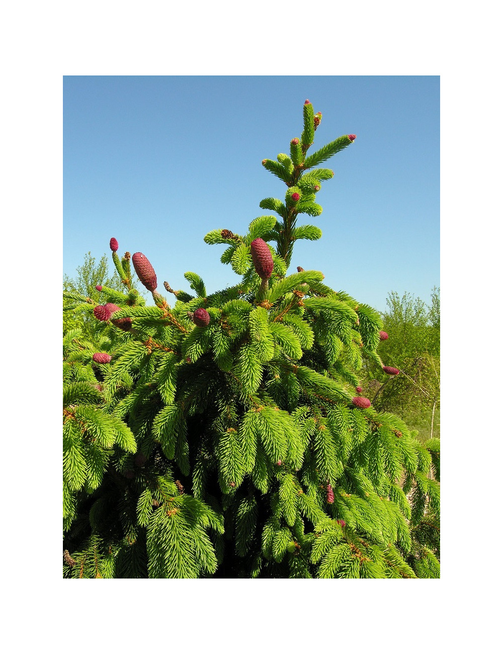 PICEA abies ACROCONA (Épinette de Norvège)