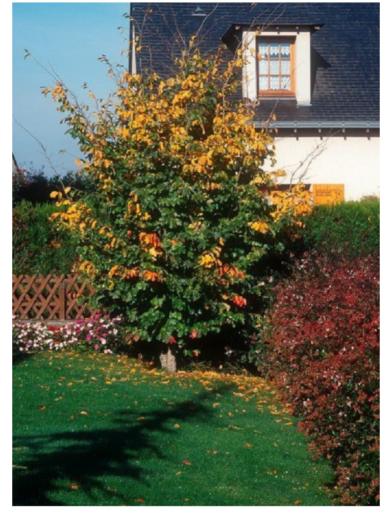 PARROTIA persica VANESSA