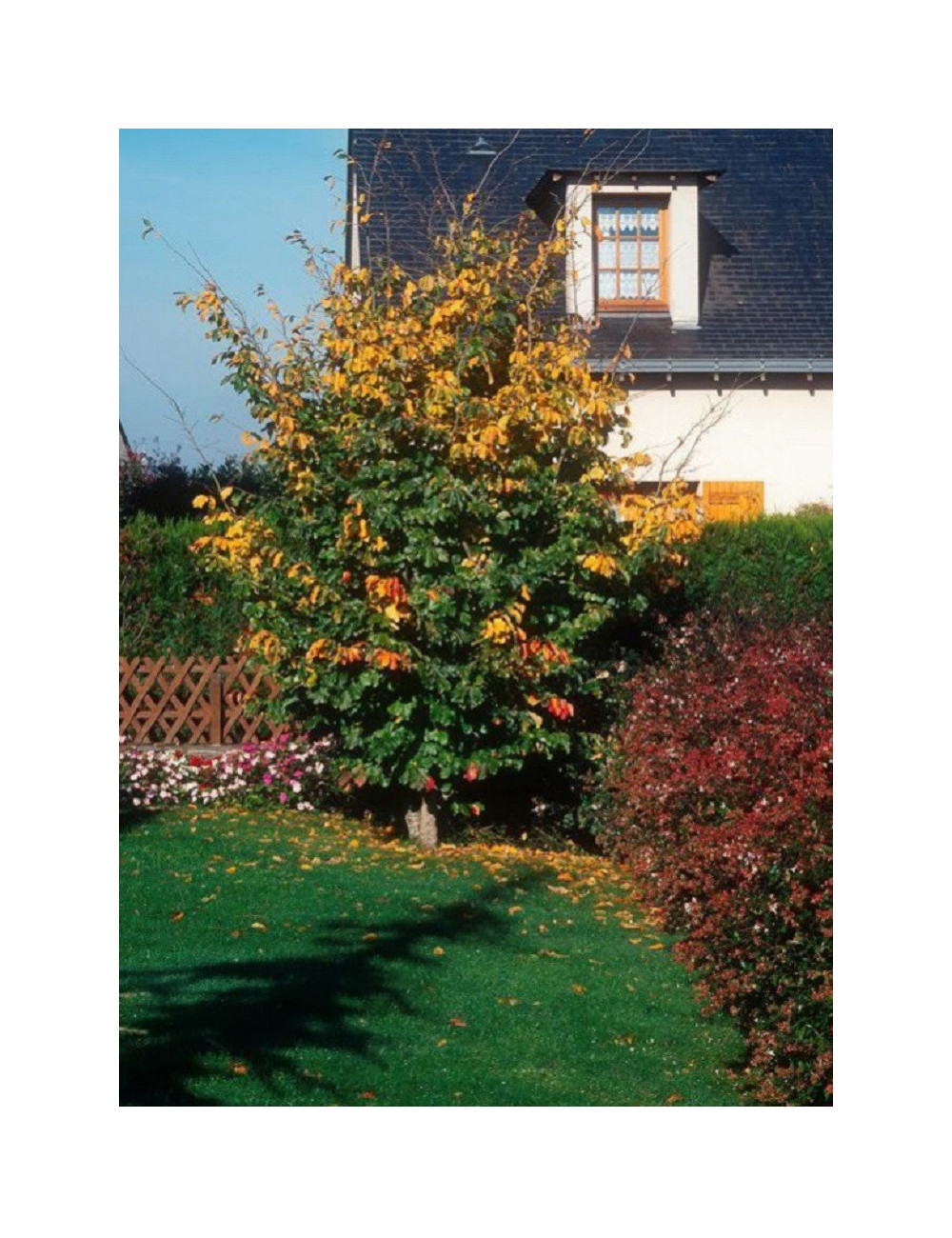 PARROTIA persica VANESSA