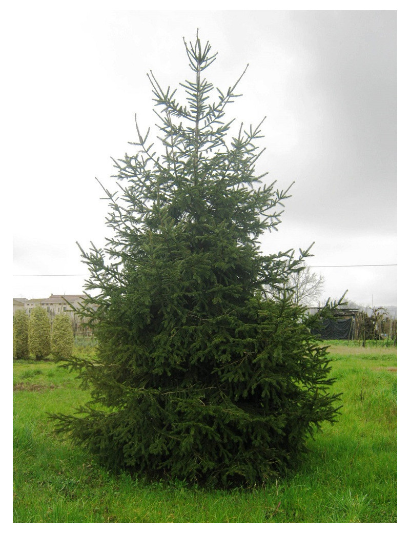 PICEA abies