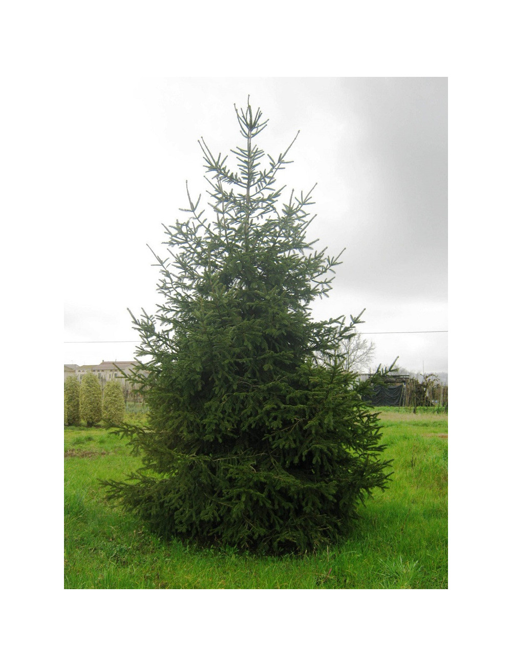 PICEA abies