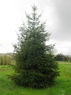 PICEA abies