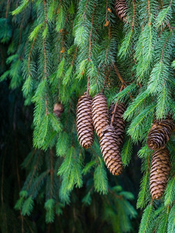 PICEA abies