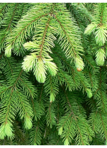 PICEA abies