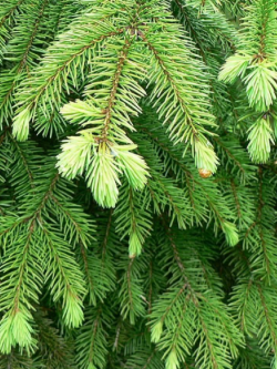 PICEA abies