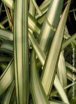 lin-de-nouvelle-zelande-evening-glow-phormium-evening-glow.jpg