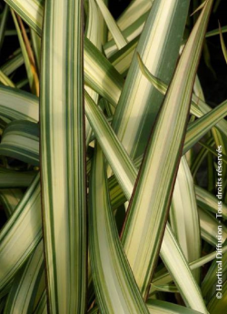 lin-de-nouvelle-zelande-evening-glow-phormium-evening-glow.jpg