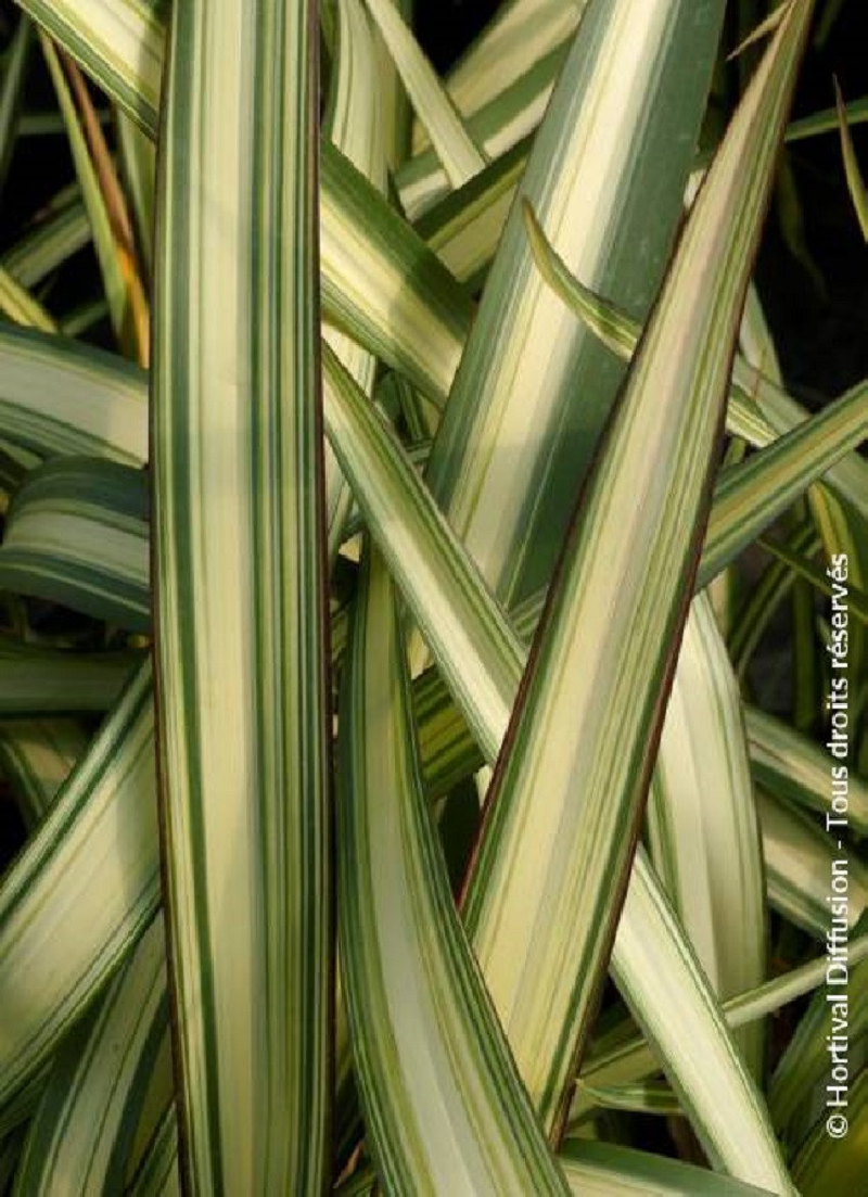 lin-de-nouvelle-zelande-evening-glow-phormium-evening-glow.jpg