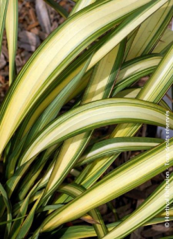 lin-de-nouvelle-zelande-evening-glow-phormium-evening-glow-1.jpg