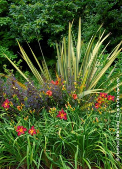 lin-de-nouvelle-zelande-evening-glow-phormium-evening-glow-2.jpg