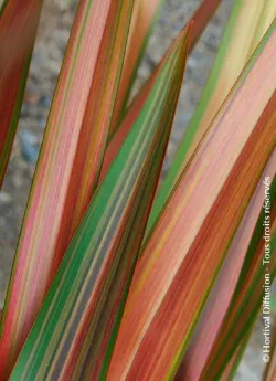lin-de-nouvelle-zelande-jester-phormium-jester.jpg