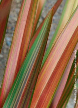 lin-de-nouvelle-zelande-jester-phormium-jester.jpg