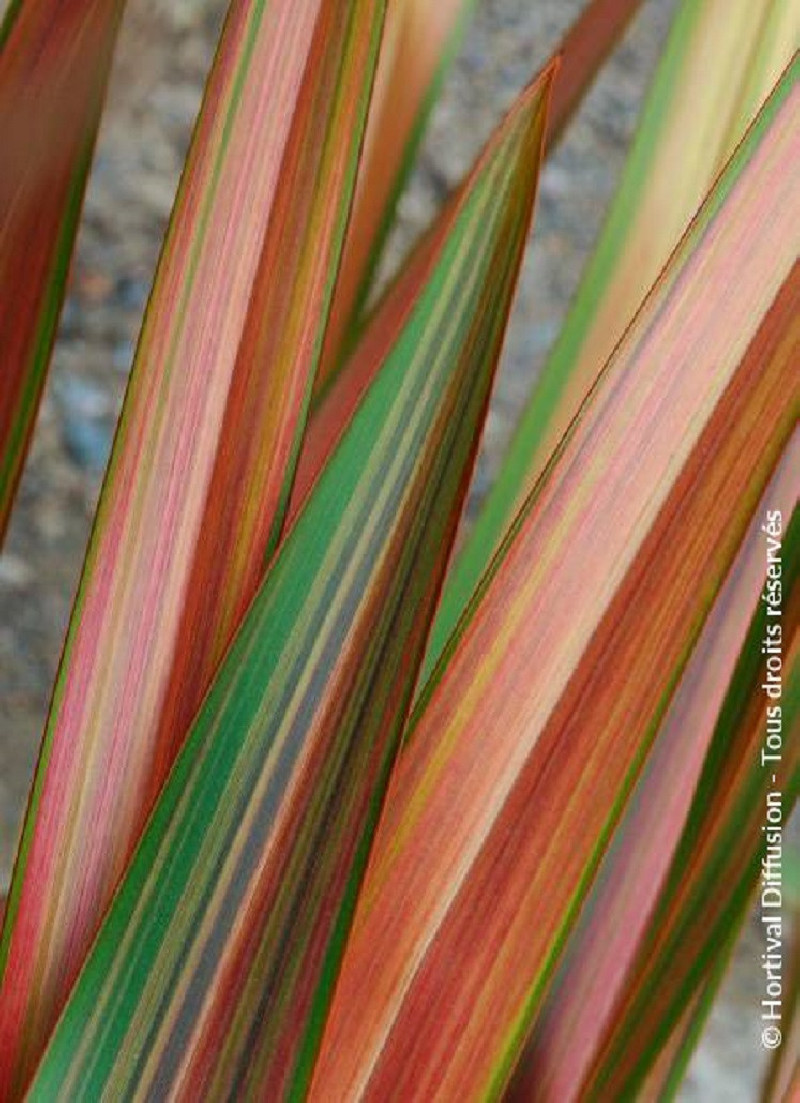 lin-de-nouvelle-zelande-jester-phormium-jester.jpg