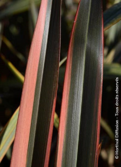 lin-de-nouvelle-zelande-rainbow-queen-phormium-rainbow-queen.jpg