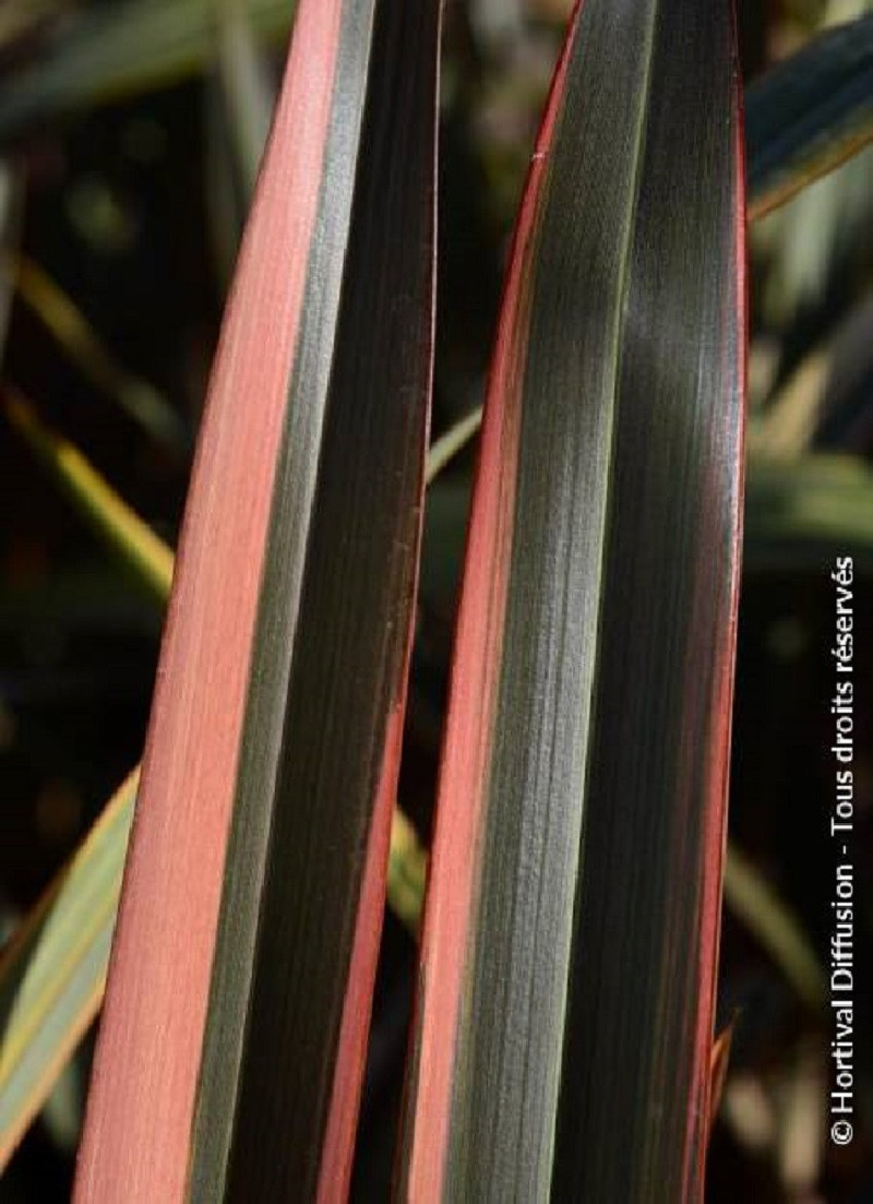 lin-de-nouvelle-zelande-rainbow-queen-phormium-rainbow-queen.jpg