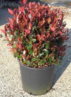 PHOTINIA fraseri LITTLE RED ROBIN