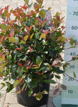 PHOTINIA fraseri LITTLE RED ROBIN
