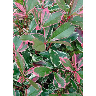 PHOTINIA fraseri PINK MARBLE